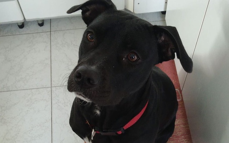 Zbiórka Zabieg sterylizacji pięknej suni - zdjęcie główne