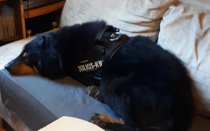 Zbiórka Na behawiorystę dla Brutusa ... - zdjęcie główne