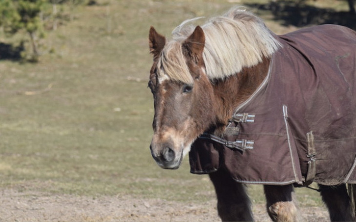 Zbiórka Staruszka Coca prosi o siano. - zdjęcie główne