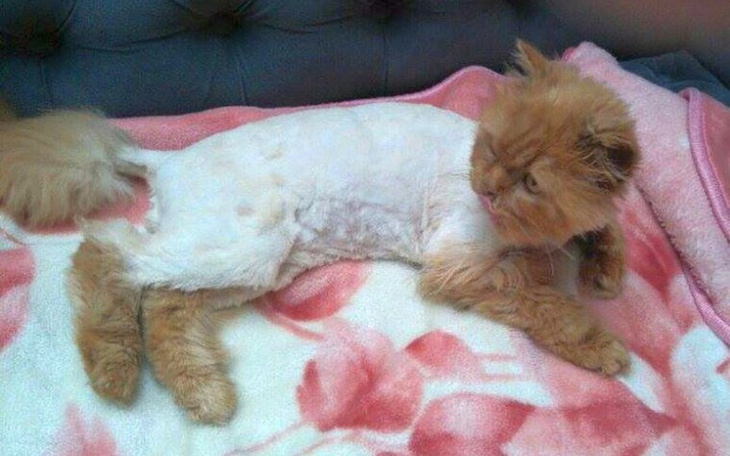 Rudy kot po strzyżeniu, leżący na różowym kocu.