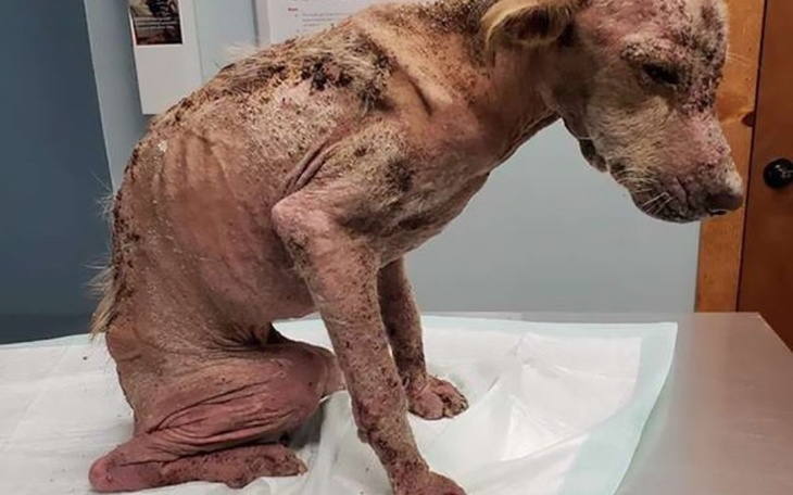 Zbiórka Dla psiaka dajmy mu odżyć - zdjęcie główne