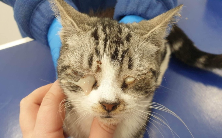 Zbiórka leki dla schroniska dla zwierząt - zdjęcie główne