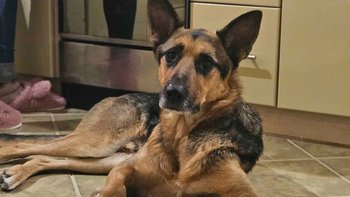 Zbiórka Pomóż nam utrzymać DT dla psów! - miniaturka zdjęcia