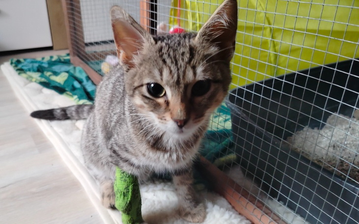 Zbiórka Pomóż uratować Kotka Okruszka - zdjęcie główne