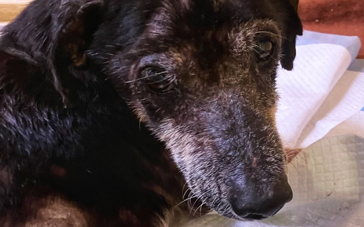 Zbiórka Postawić na nogi Pana Misia - zdjęcie główne