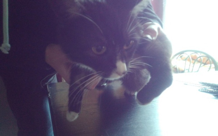 Zbiórka ŁATKA ze złamaną łapką - zdjęcie główne