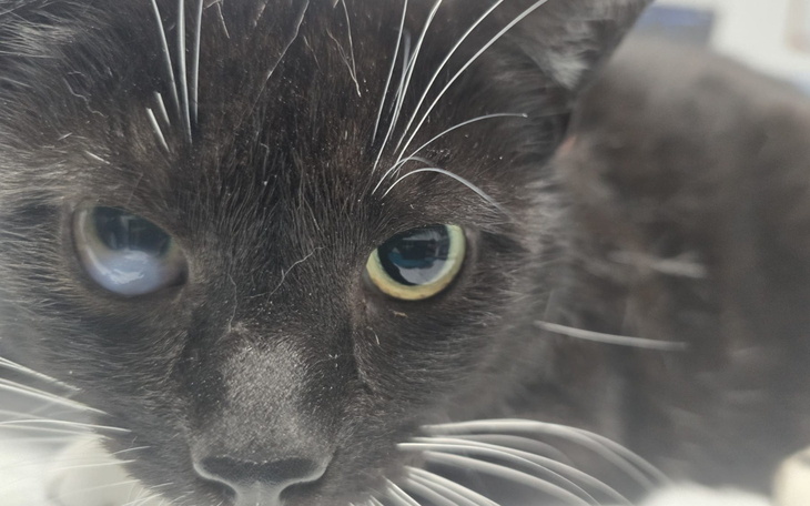 Czarny kot z wyrazistymi wąsami i różnokolorowymi oczami.