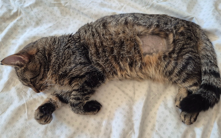 Kot leży na łóżku, z widoczną raną na boku.