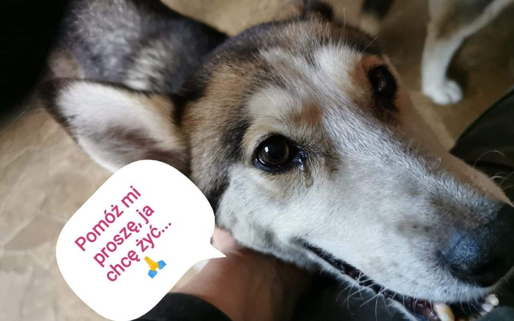 Zbiórka Ostatnia prosta Marcysi. - zdjęcie główne