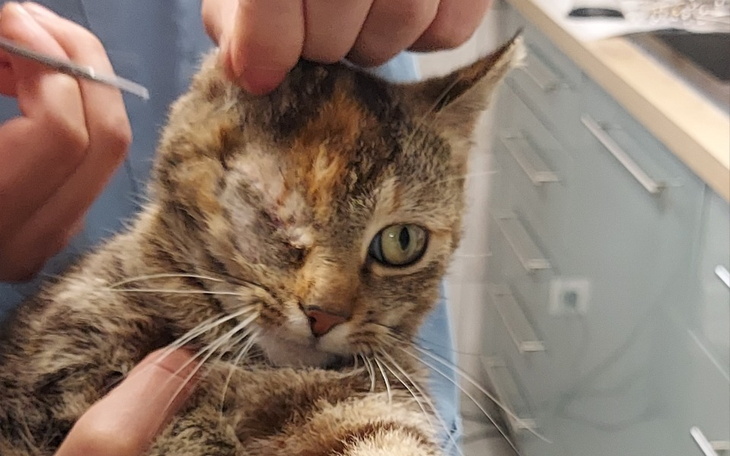 Zbiórka Dla kotków,które wpadły pod auto - zdjęcie główne