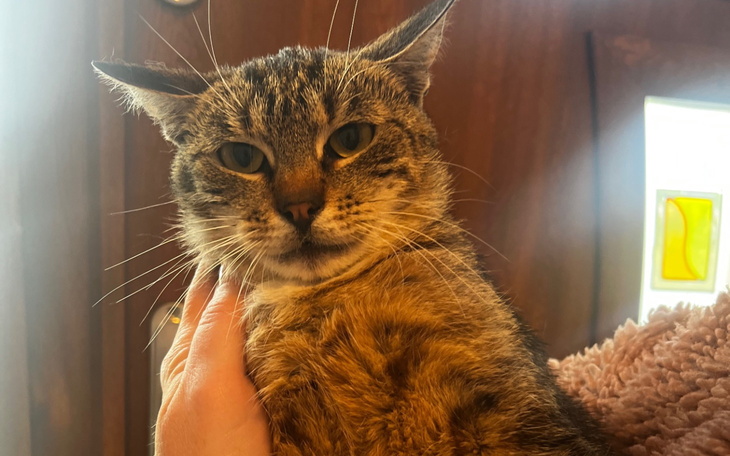 Kot w objęciach, z wyrazem spokoju na twarzy.