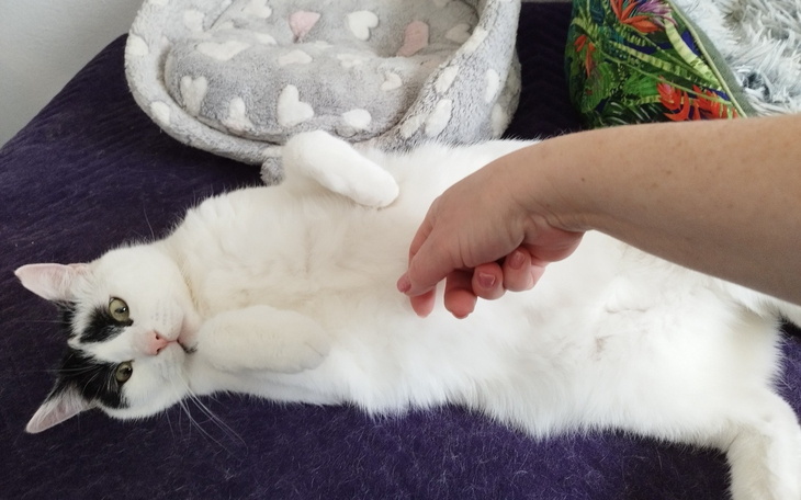 Kot leżący na łóżku, czekający na pieszczoty.