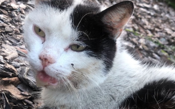 Kot leżący na ziemi, z widocznymi ranami.