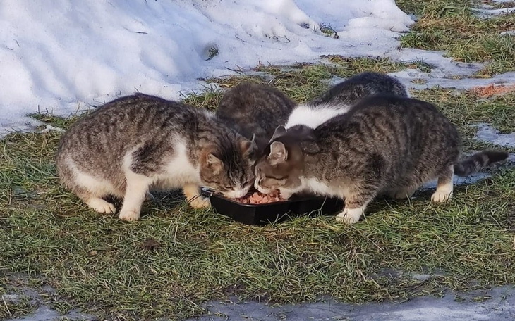 Zbiórka Lepsze życie dla Koleczkowiaków - zdjęcie główne