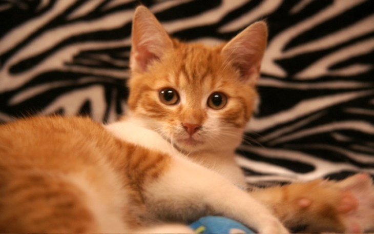 Zbiórka Potrzebna pomoc dla ELVISA - zdjęcie główne