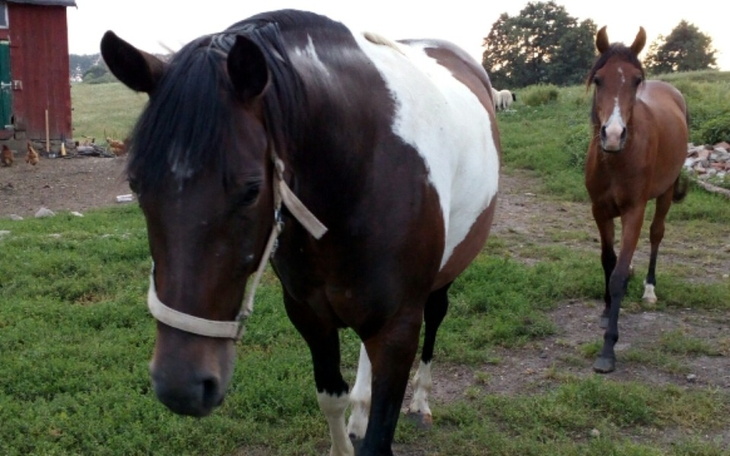 Zbiórka Walka o konie - zdjęcie główne