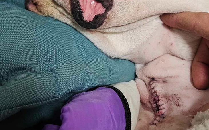 Zbiórka Na operacje kręgosłupa Noxa - zdjęcie główne