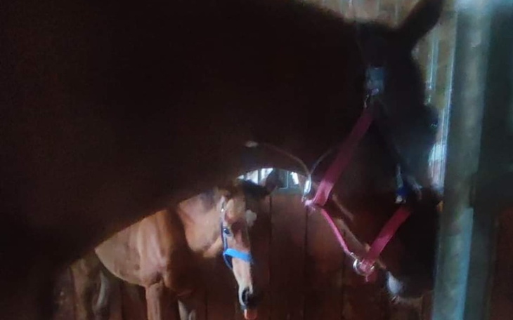 Zbiórka Operacja i leczenie Kolady - zdjęcie główne