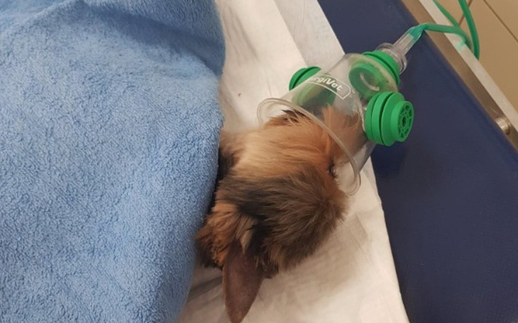 Zbiórka Malutki York potrzebuje operacji - zdjęcie główne