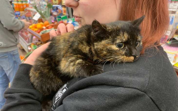 Zbiórka Na leczenie znalezionego kotka - zdjęcie główne