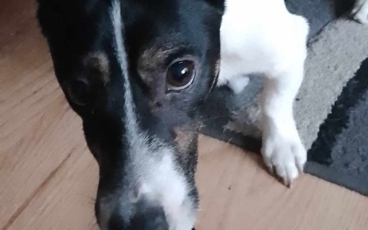 Zbiórka Indywidualna kremacja psa. - zdjęcie główne