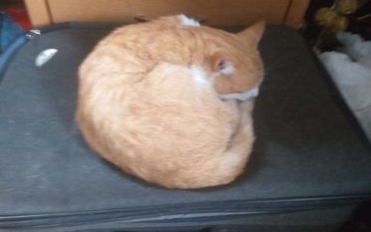 Zbiórka Pomoc dla Pani Izy i jej kotów - zdjęcie główne