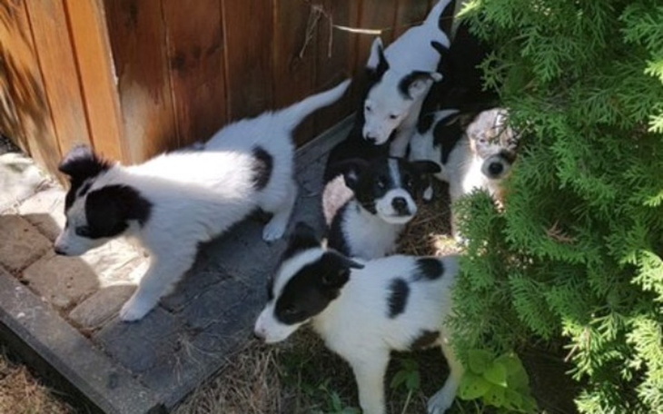 Zbiórka Szczeniaki zamknięte w Kapliczce - zdjęcie główne