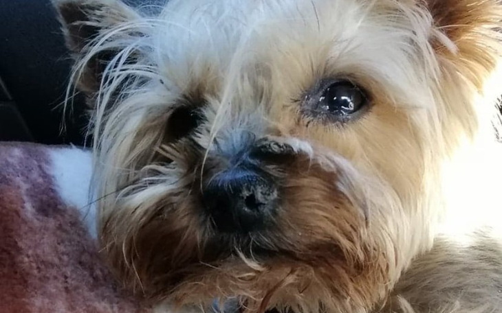 Zbiórka Ratujemy Rika z zapaleniem mózgu - zdjęcie główne