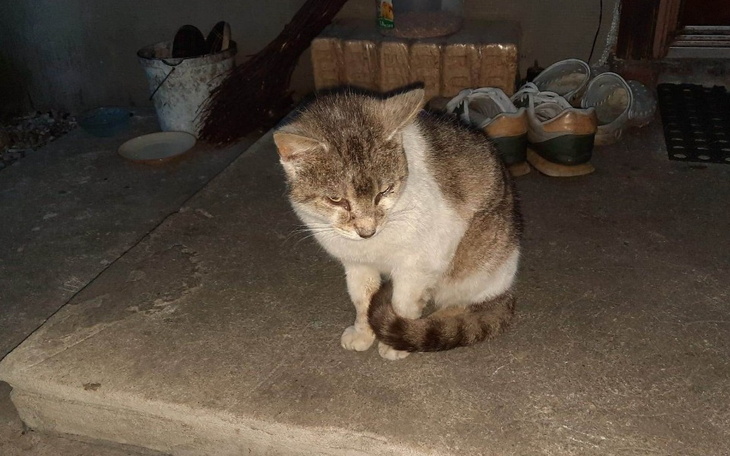 Zbiórka Elvis i Amor - powrót do zdrowia - zdjęcie główne