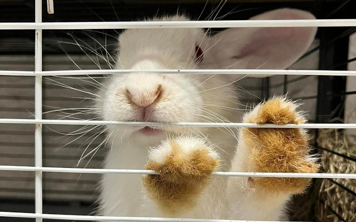 Zbiórka Puszka Uszatych Serc - zdjęcie główne