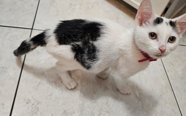 Zbiórka Leczenie kotka o imieniu Tygrys - zdjęcie główne