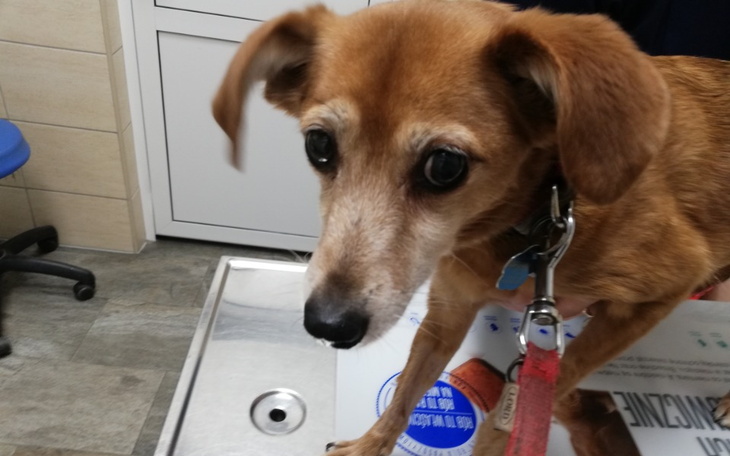 Zbiórka Kontrola, rtg, leki dla Eli - zdjęcie główne