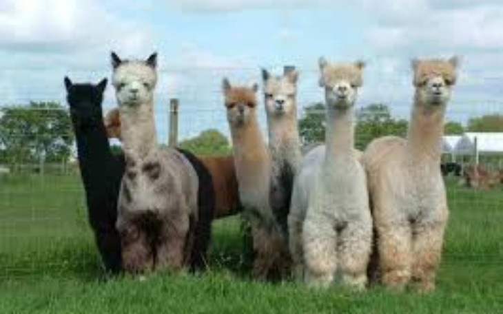 Zbiórka Alpaki marzenie Eryka - zdjęcie główne