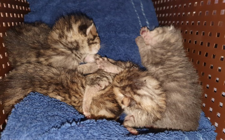 Zbiórka 4 kociaki potrzebują pomocy - zdjęcie główne