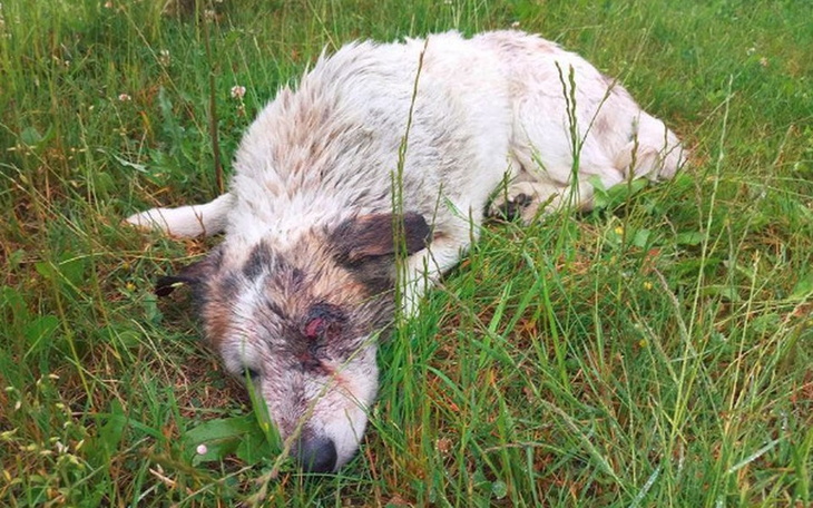 Zbiórka Zmartwychwstały Fart - pomóżcie! - zdjęcie główne