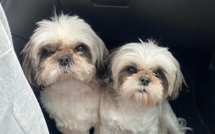 Dwa małe pieski siedzące w samochodzie.