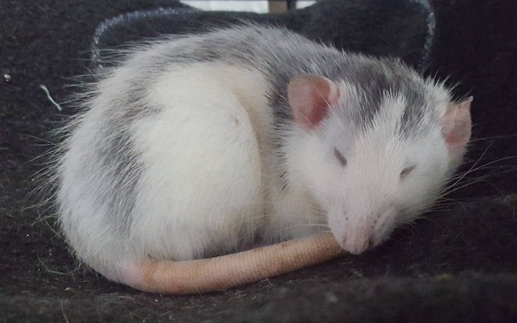 Zbiórka Wiosna w Willi - zdjęcie główne