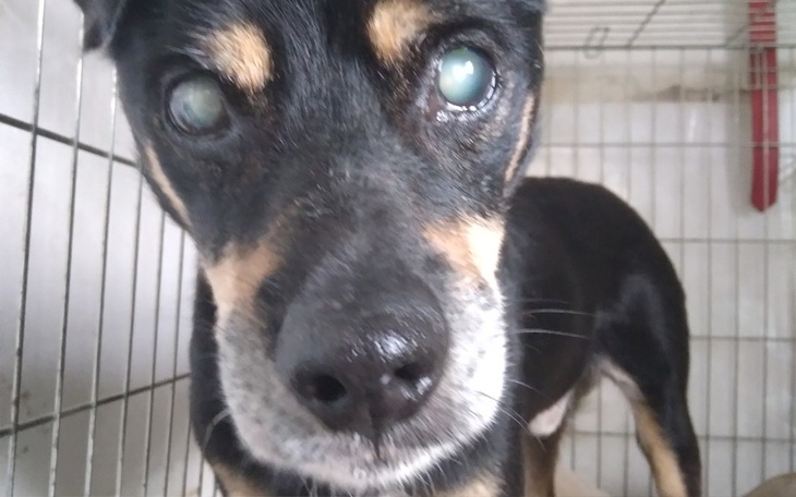 Zbiórka Na karme dla dziadeczków - zdjęcie główne