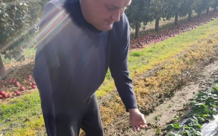 Mężczyzna zbiera owoce w sadzie jabłkowym.