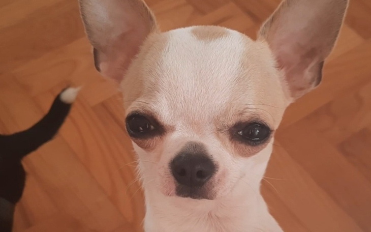 Zbiórka Operacja wodoglowia PIESEK BALOO - zdjęcie główne