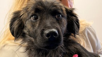 Zbiórka Piekło Valerii - miniaturka zdjęcia