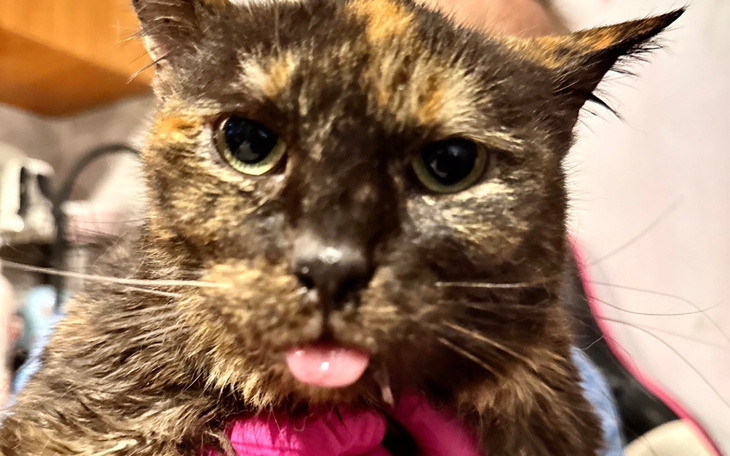 Kot z wyrazem twarzy i wystawionym językiem.