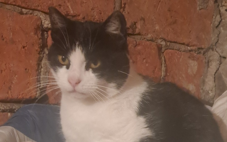 Zbiórka Leczenie I utrzymanie kociaków - zdjęcie główne