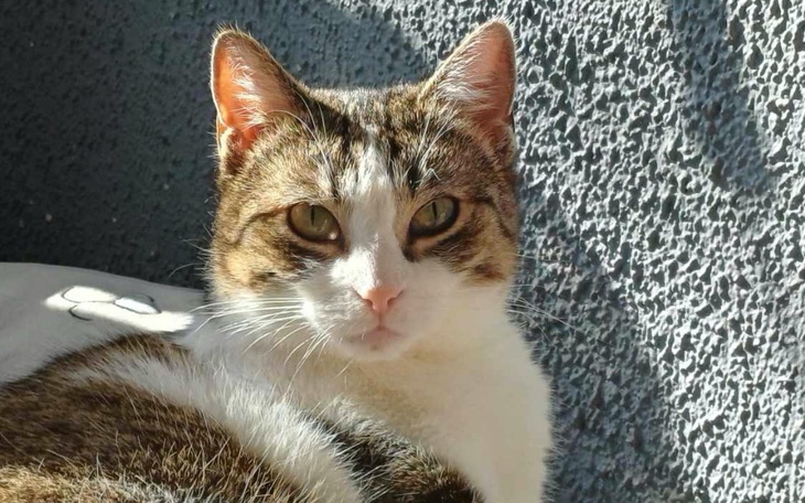 Kot w promieniach słońca, z wyrazistym spojrzeniem.