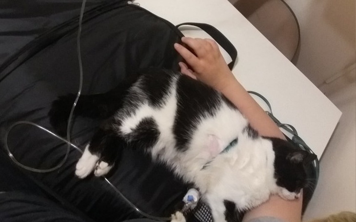 Zbiórka Misia walczy o życie - zdjęcie główne