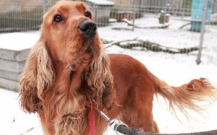 Zbiórka Toffi wesoły chory piesek - zdjęcie główne