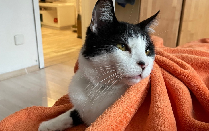 Kot leżący na pomarańczowym kocu, zrelaksowany i spokojny.