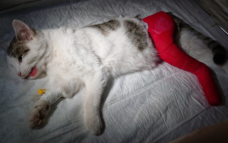 Zbiórka Kocurek Krakersik - zdjęcie główne