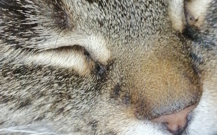 Zbiórka na mojego chorego kota Sisi... - zdjęcie główne