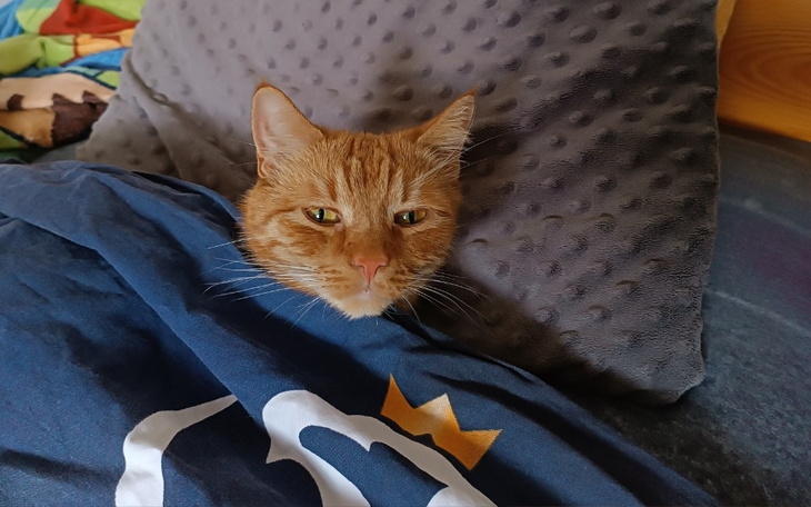 Kot leżący w łóżku, przykryty kocem.